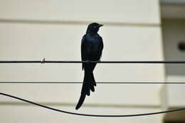 Image of Black Drongo