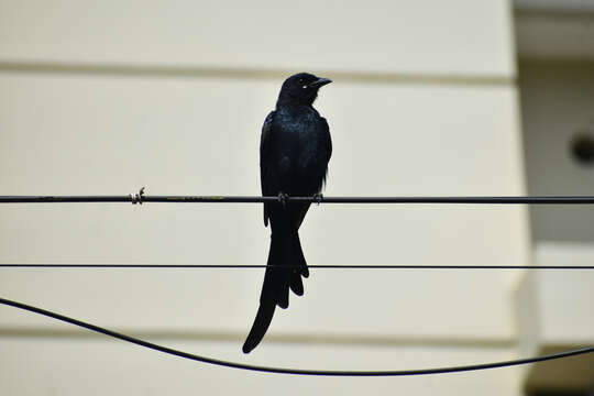 Image of Black Drongo