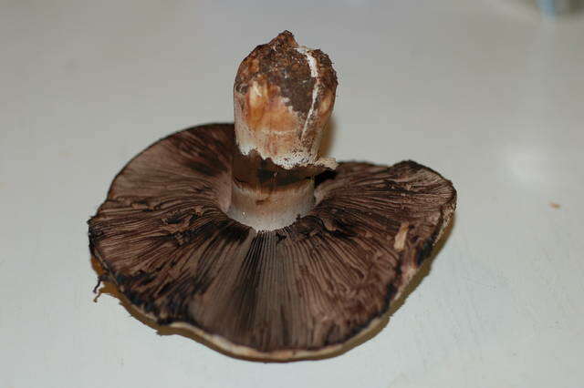 Image of Agaricus agrinferus Kerrigan & Callac 2008