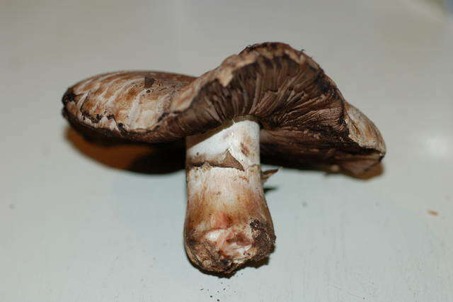 Image of Agaricus agrinferus Kerrigan & Callac 2008