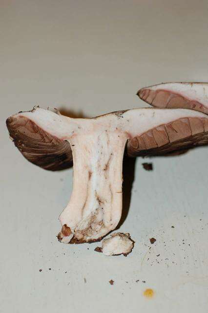 Image of Agaricus agrinferus Kerrigan & Callac 2008