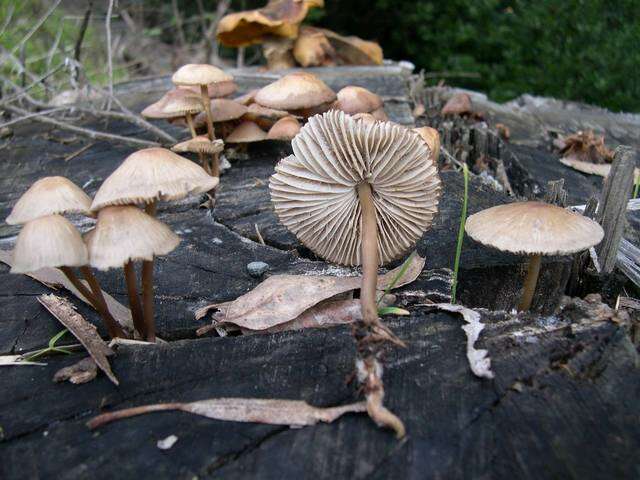 Image of Bonnet Mushroom