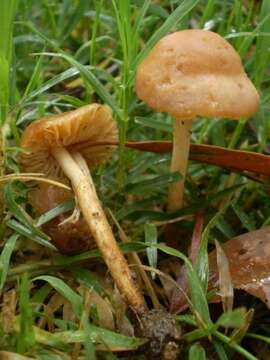 Image of Marasmius