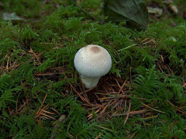 Imagem de Lycoperdon