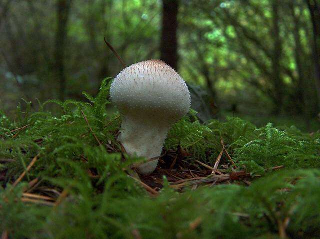 Imagem de Lycoperdon