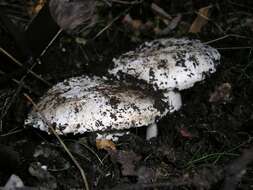 Image of Amanita silvicola Kauffman 1926