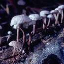 Marasmiellus praeacutus (Ellis) Halling 1987 resmi