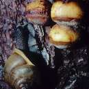 Image of Cryptic Globe Fungus