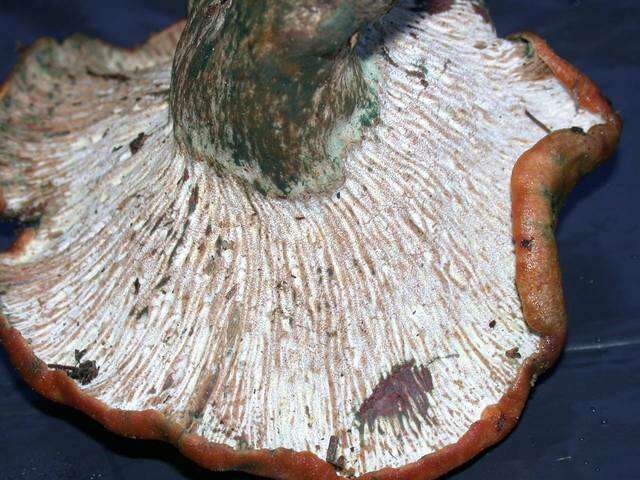 Image of Hypomyces