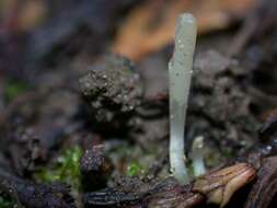 Image of Clavaria