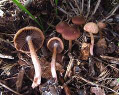 Plancia ëd Psathyrella