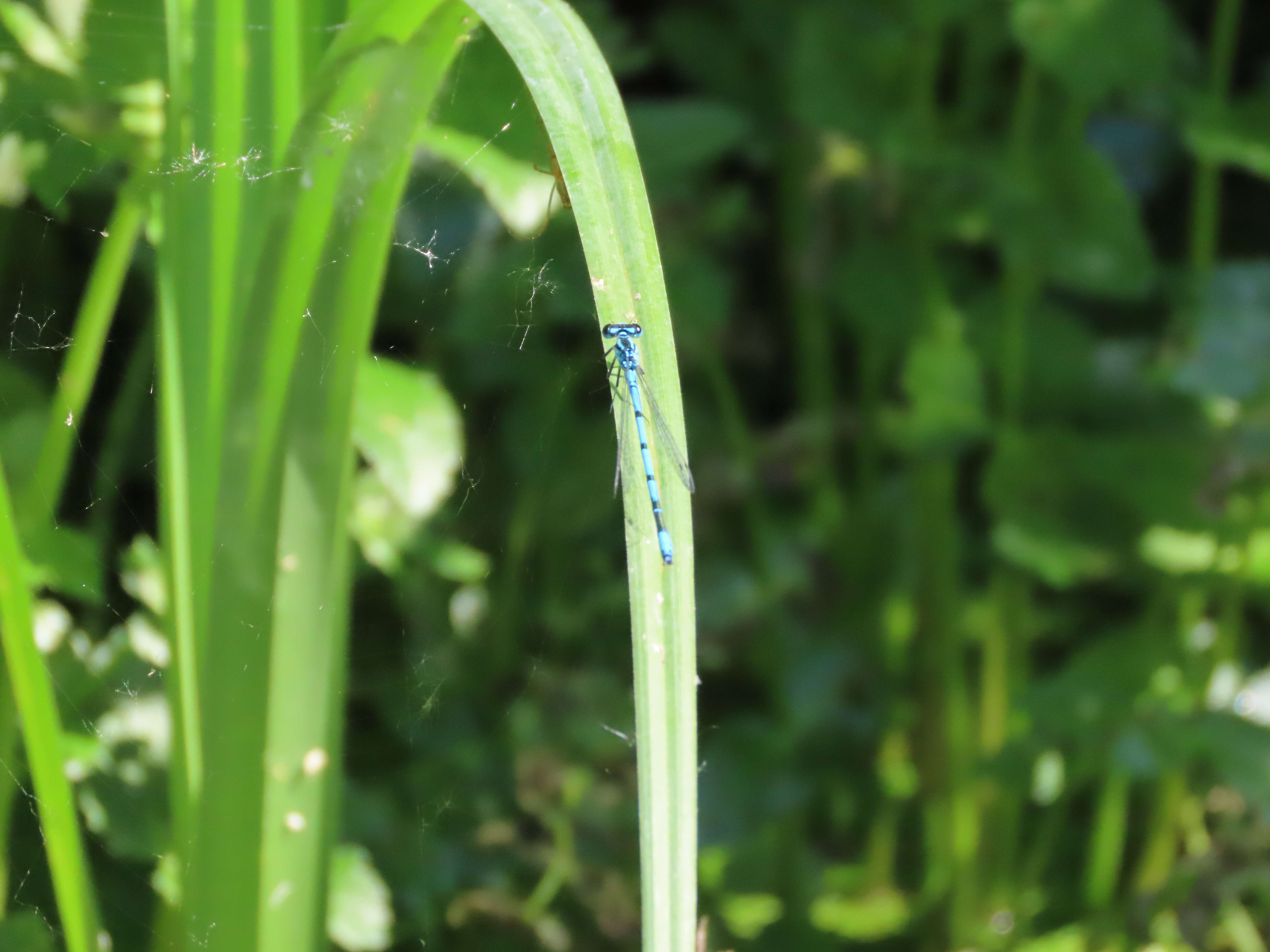 Imagem de Coenagrion puella (Linnaeus 1758)