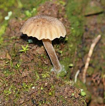 Image de unclassified Agaricales