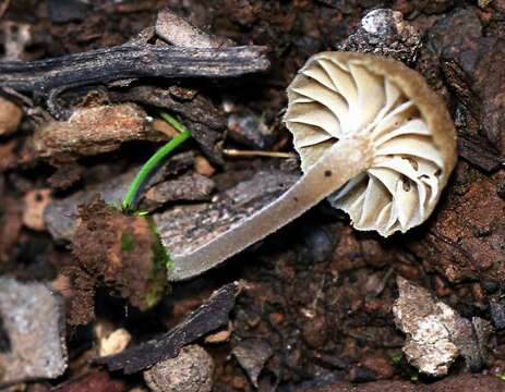 unclassified Agaricales resmi