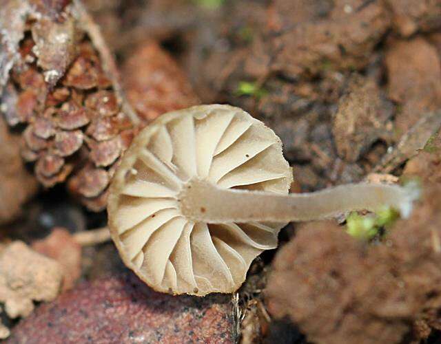 unclassified Agaricales resmi