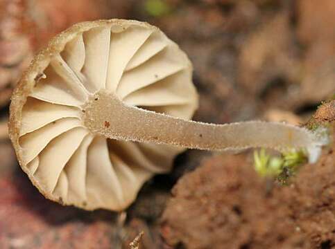 Image of unclassified Agaricales