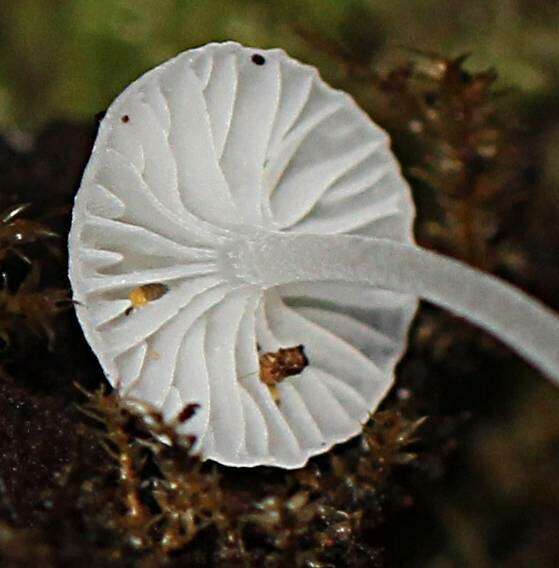 Mycenaceae resmi