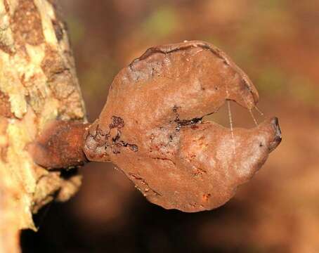 Image de Gyromitra