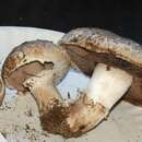 Image of commercial mushroom