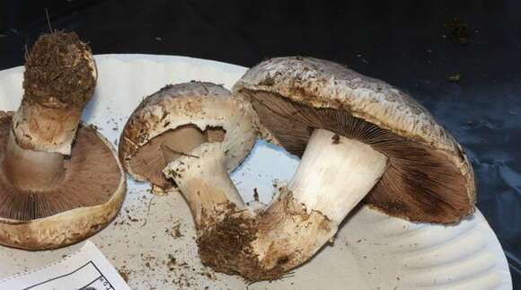 Image of Agaricus