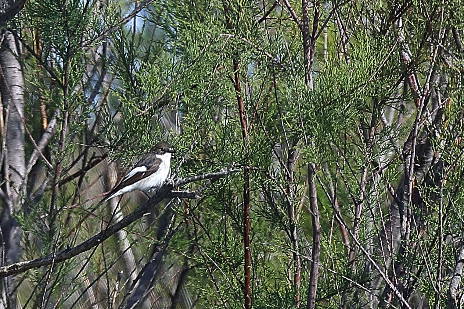 Plancia ëd Ficedula hypoleuca (Pallas 1764)