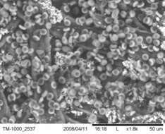 Image de Psilocybe caerulescens Murrill 1923