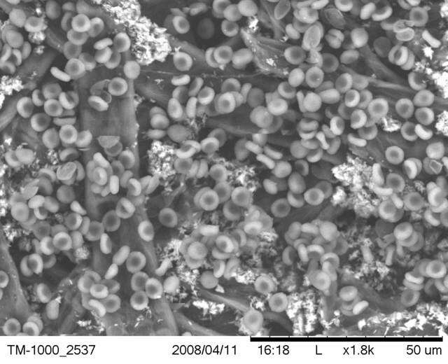 Image de Psilocybe caerulescens Murrill 1923