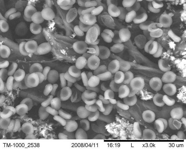 Image de Psilocybe caerulescens Murrill 1923