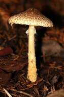 Lepiota resmi