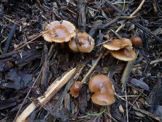 Image of Pholiota