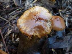 Image of Pholiota