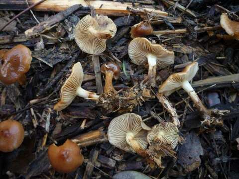 Image of Pholiota