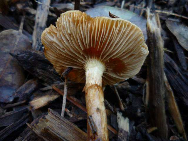 Image of Pholiota