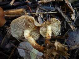 Image of Pholiota