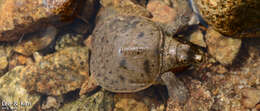 Image of Northern Chinese softshell turtle