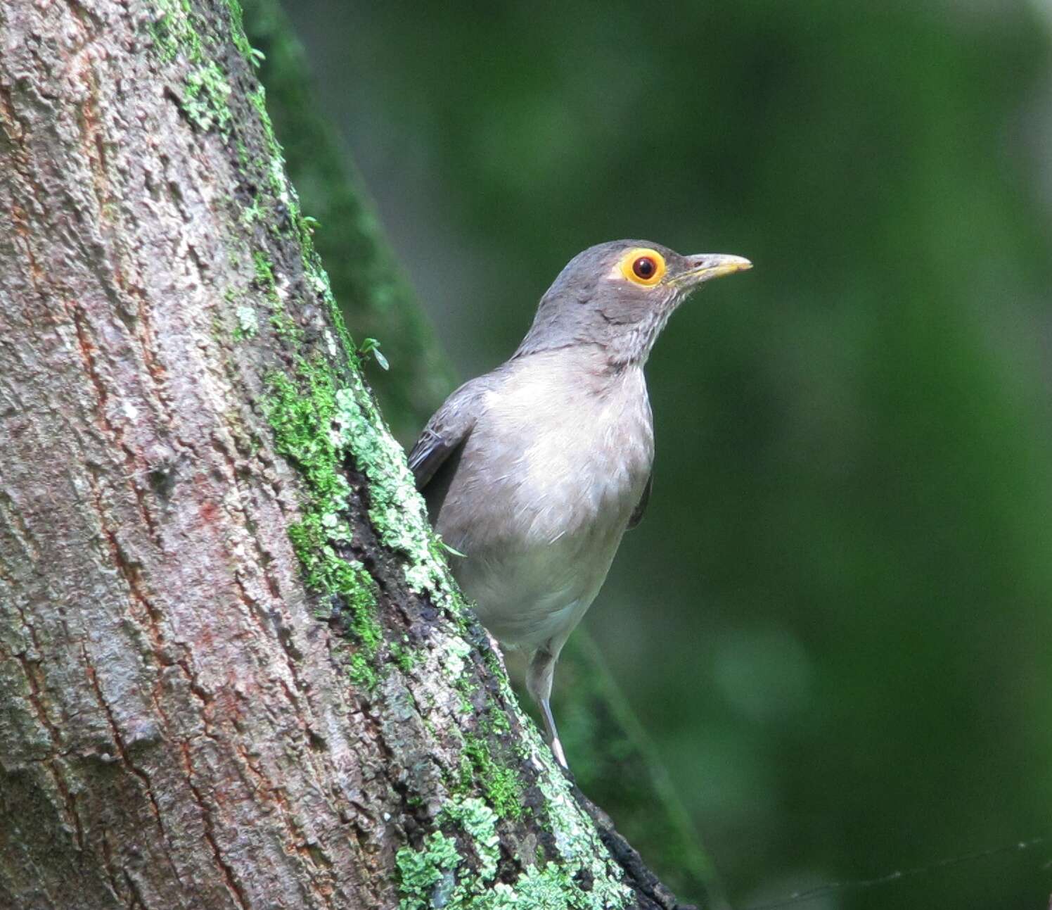 Image of Spectacled Thrush