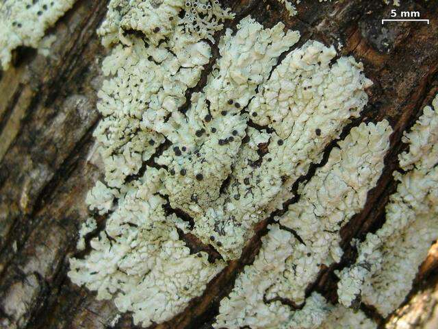 Image of pyxine lichen