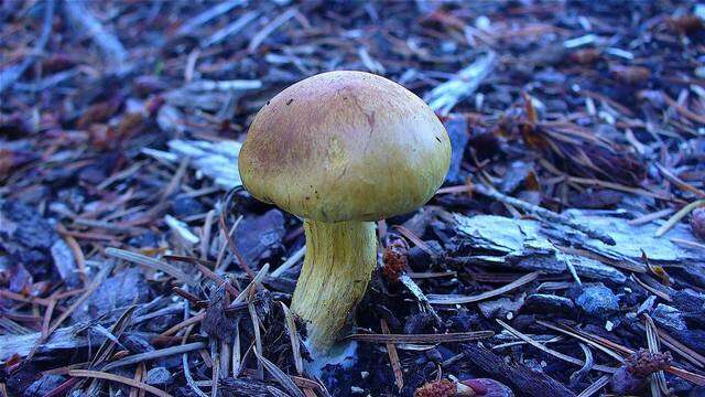 Image of Gymnopilus