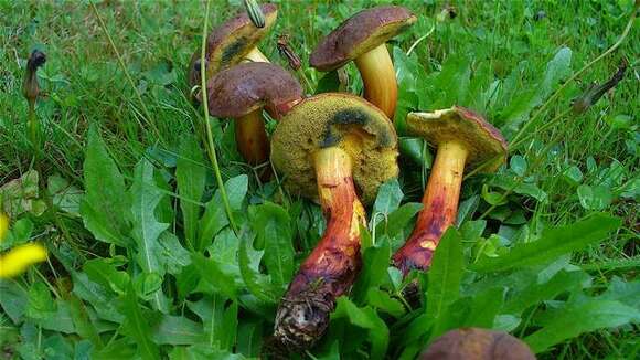 Image de Hortiboletus