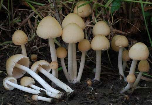 Image de Psathyrella