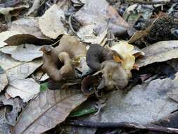 Image of Craterellus