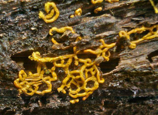 Image de <i>Hemitrichia serpula</i> (Scop.) Rostaf.