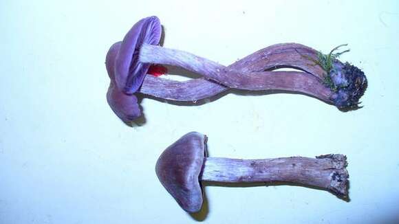 Image of Hydnangiaceae