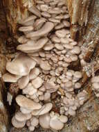 Image of Pleurotus