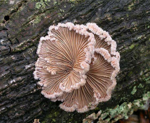 Image of Schizophyllaceae