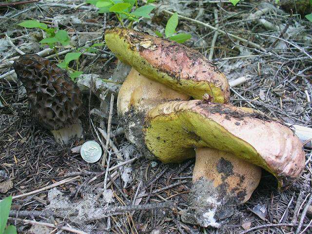 Imagem de Boletus rex-veris D. Arora & Simonini 2008