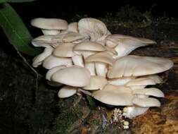 Image of Pleurotus