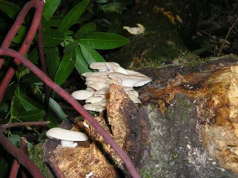 Image of Pleurotus