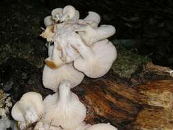 Image of Pleurotus