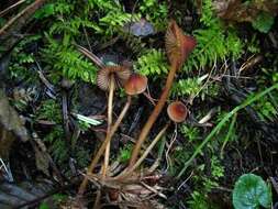 Image of Mycena sanguinolenta (Alb. & Schwein.) P. Kumm. 1871